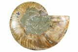 Cut & Polished Ammonite Fossil (Half) - Madagascar #345979-1